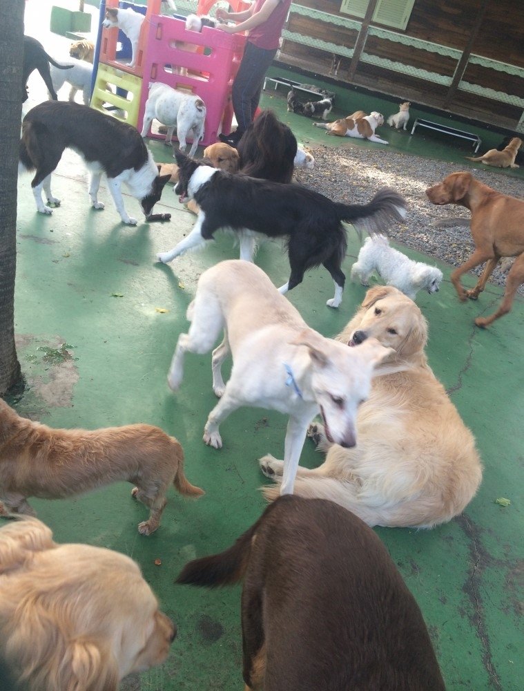 Spa com Day Care Canino Preço no Mandaqui - Spa Especializado em Cães