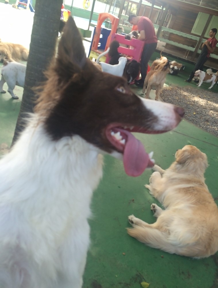 Spa com Day Care Caninos CECAP - Spa para Cães em Sp