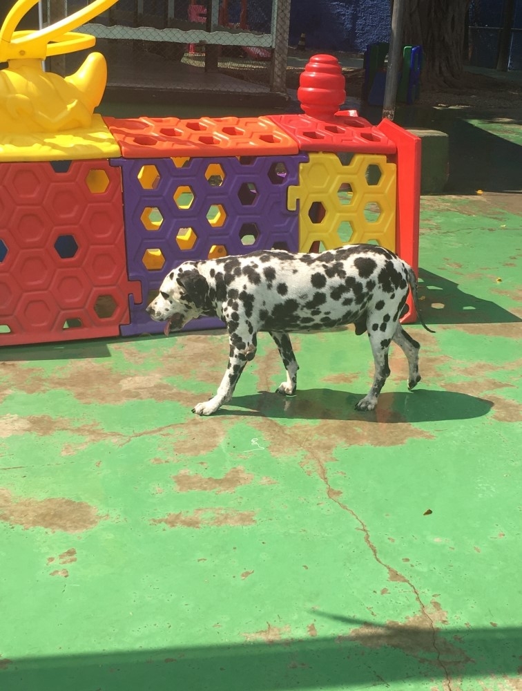 Spa de Cachorro Preço em Higienópolis - Spa para Animais