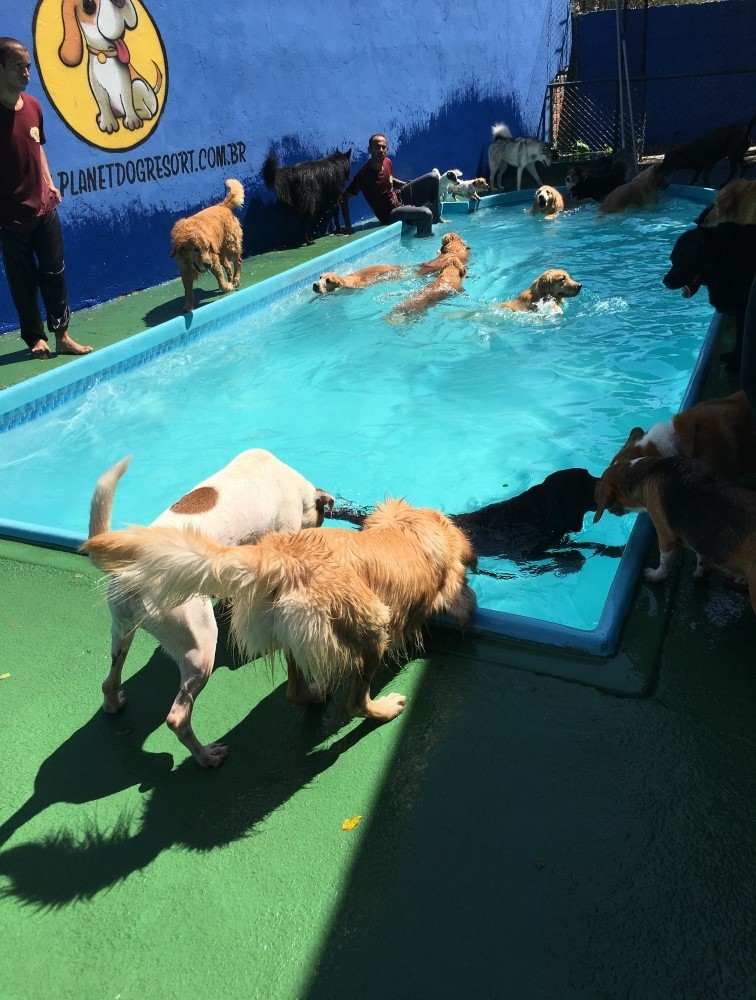 Spa de Cachorro no Morumbi - Serviços de Spa Canino