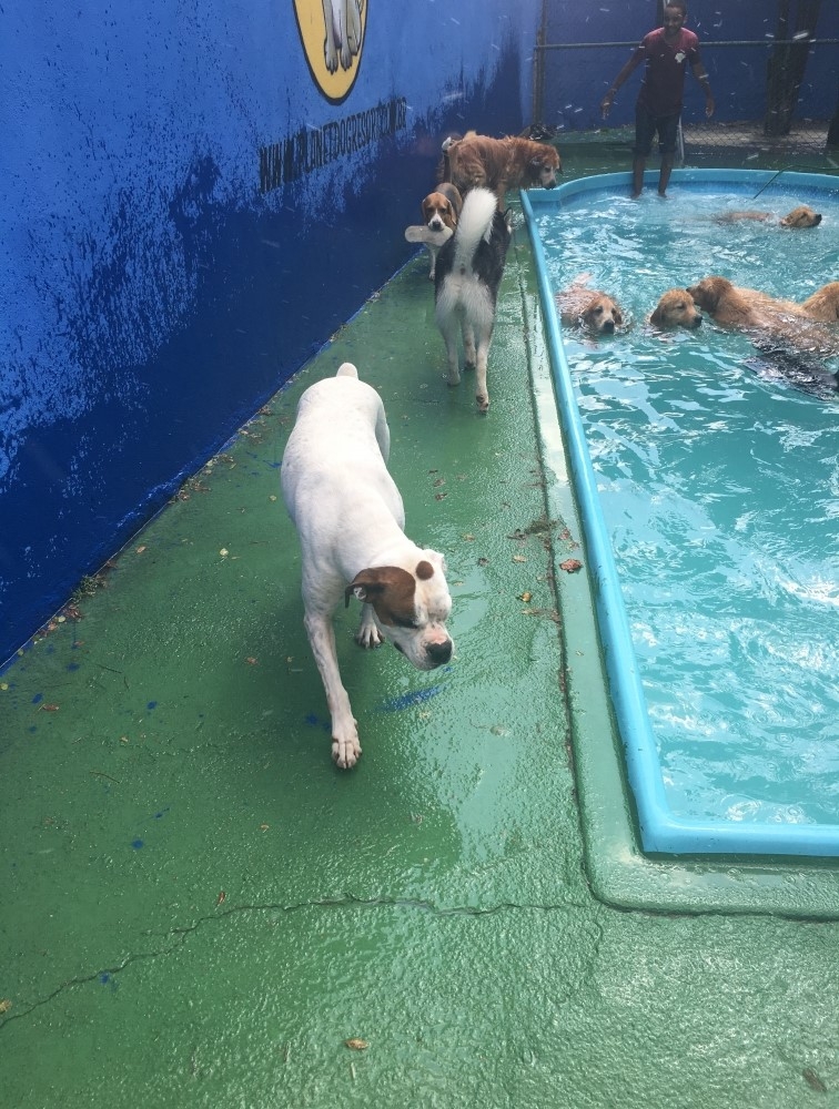 Spa de Cachorros Monte Carmelo - Spa Especializado em Cães