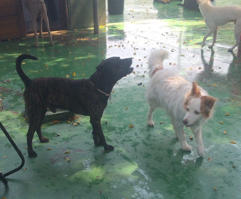 Spa e Day Care para Cães Preço Jardim Fortaleza - Spa para Cachorros