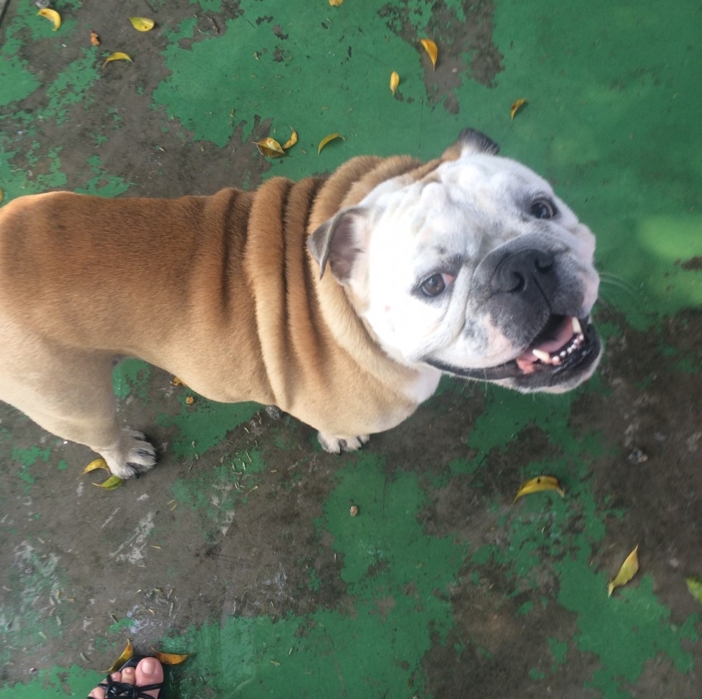 Spa e Day Care para Cães na Cidade Patriarca - Serviços de Spa Canino