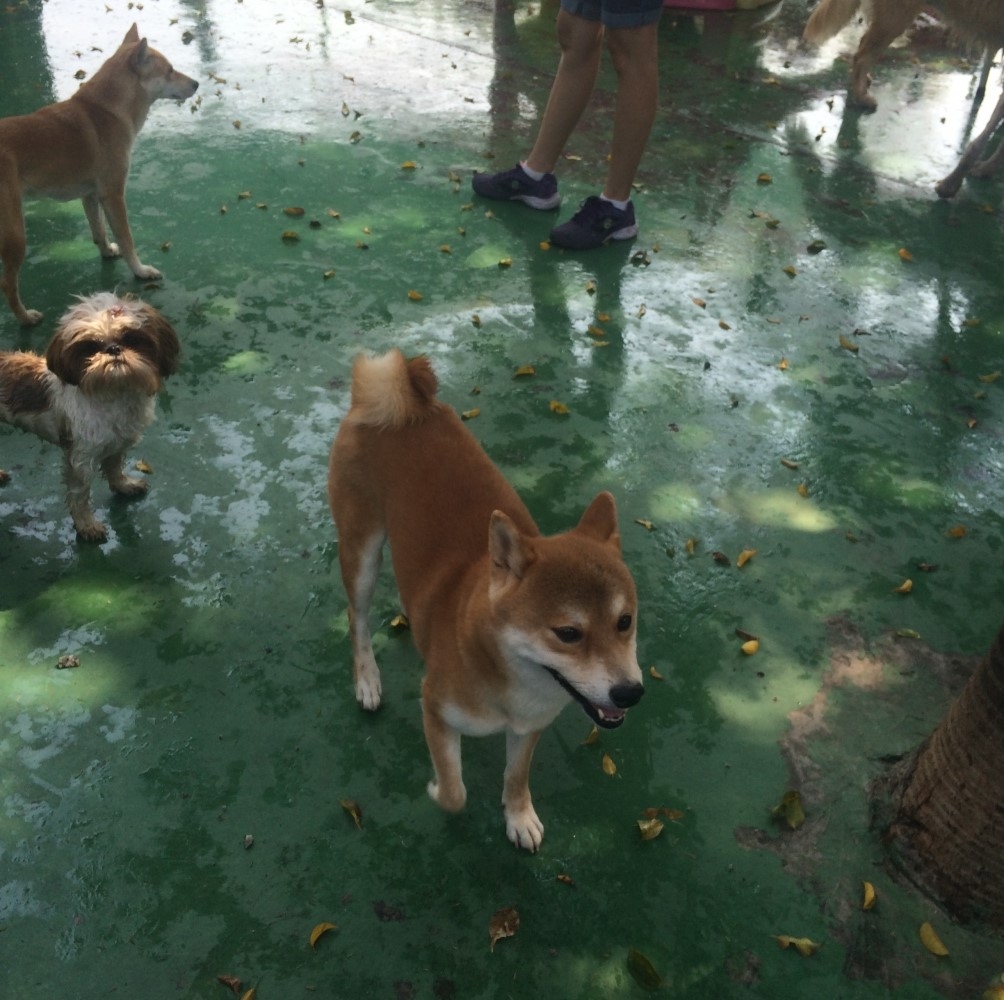 Spa e Day Care para Cão Água Chata - Spa Canino