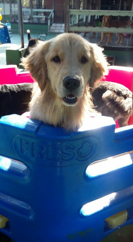 Spa Especializado em Cães Preço em Artur Alvim - Spa com Day Care Canino