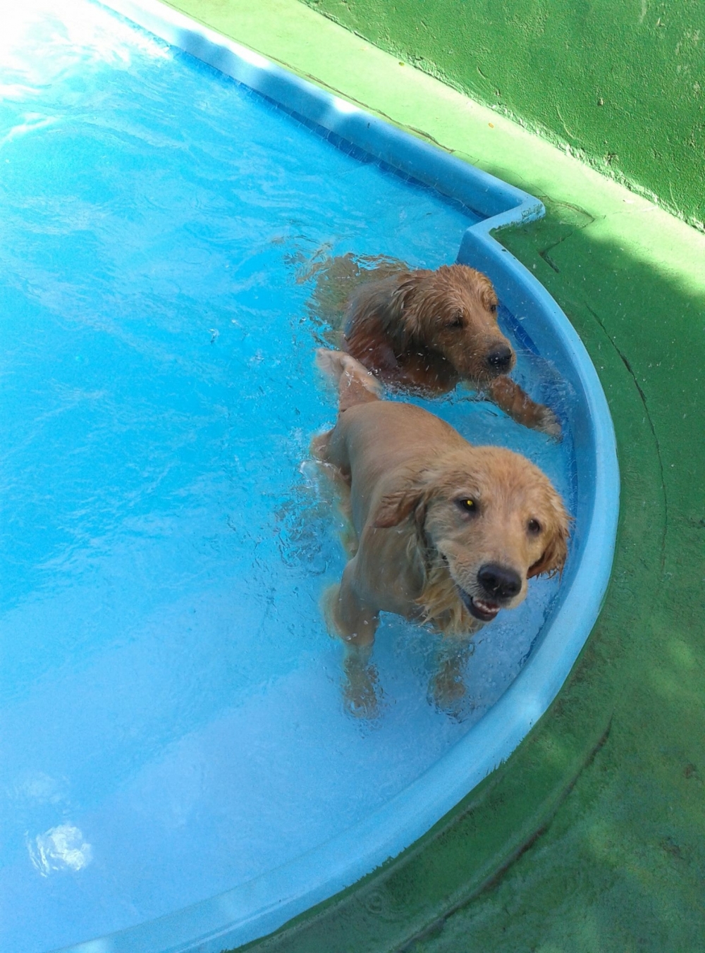 Spa Especializado em Cães no Rio Pequeno - Spa para Cães no Brooklin