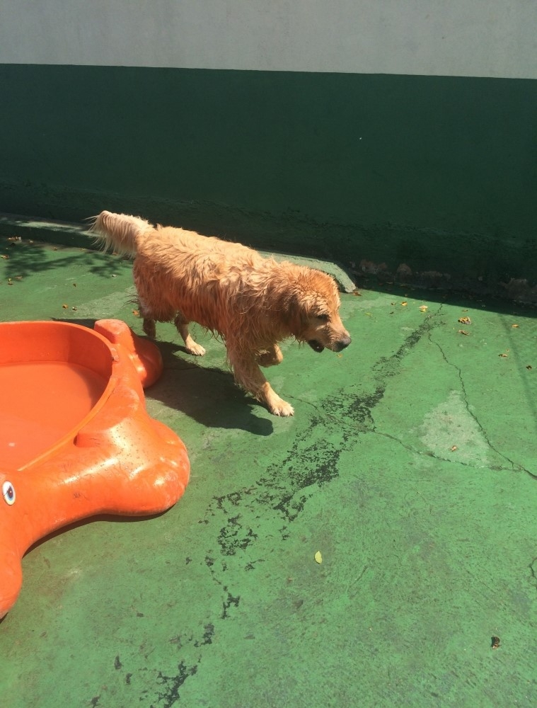 Spa para Animais Preço na Lapa - Spa de Cachorro