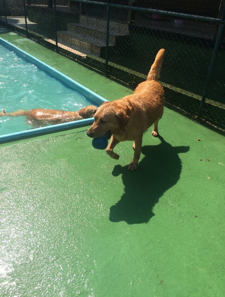 Spa para Animais em Glicério - Spa e Day Care para Cães