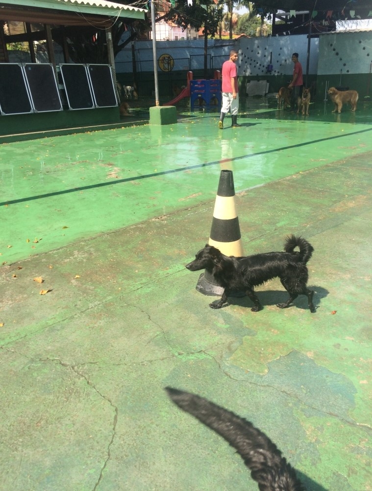 Spa para Animal no Jardim São Luiz - Pet Spa