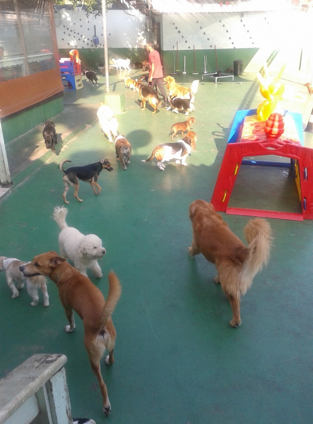 Spa para Cachorro na Vila Guilherme - Spa para Cães em São Paulo
