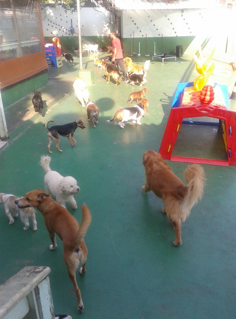 Spa para Cachorro em Raposo Tavares - Spa Canino