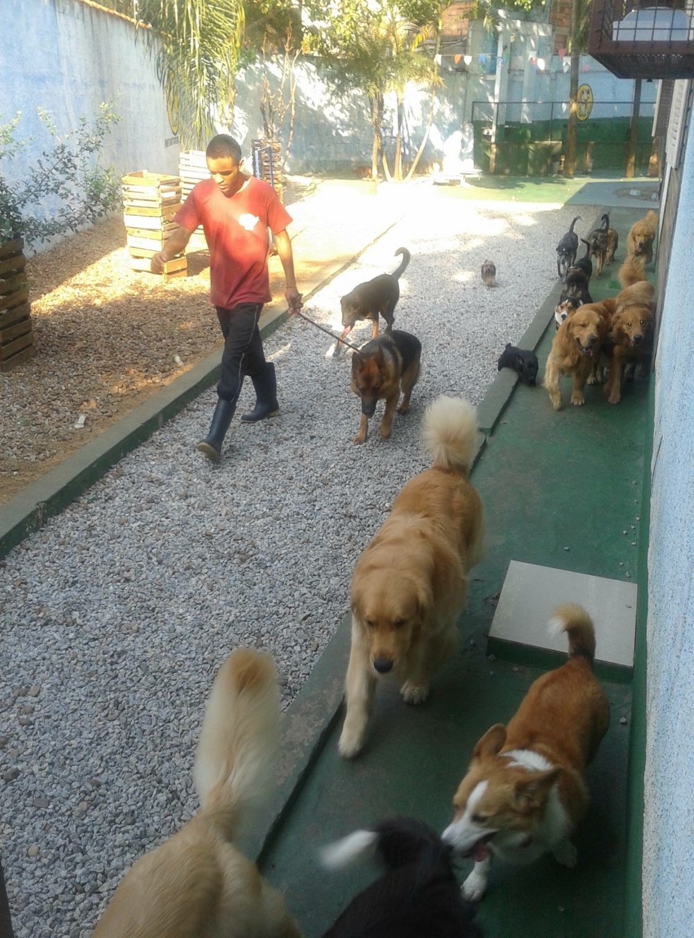 Spa para Cachorros Preço na Vila Leopoldina - Spa com Day Care Canino