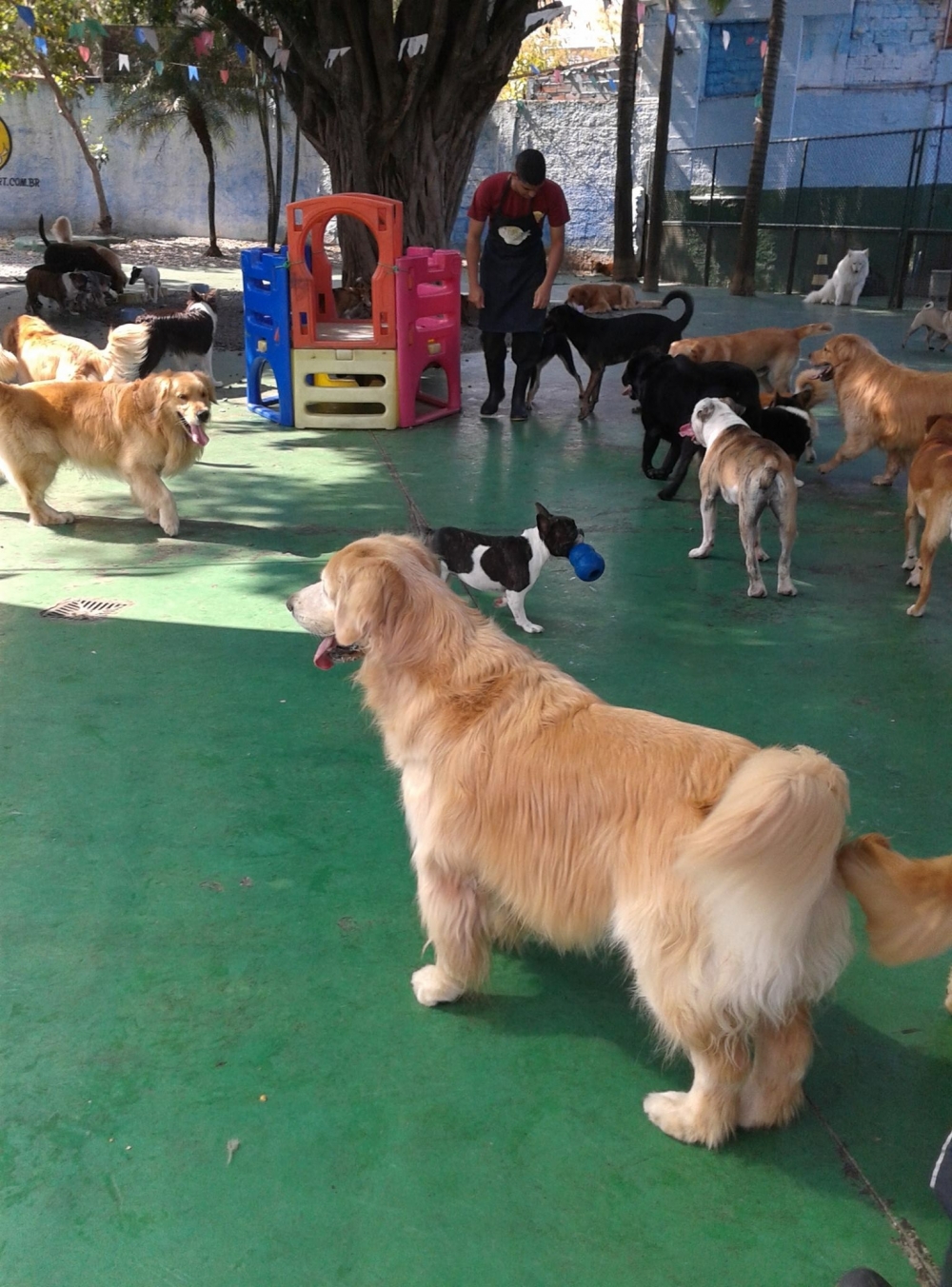 Spa para Cachorros no Itaim Bibi - Spa com Day Care Canino