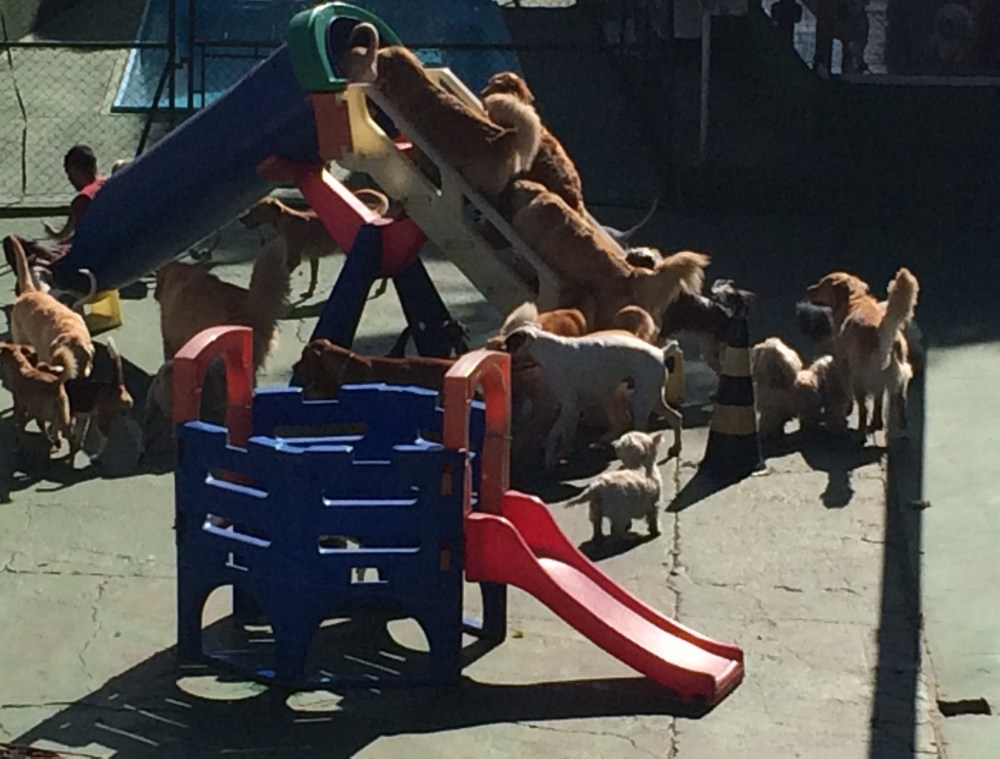 Spa para Cães em São Paulo Preço no Imirim - Spa e Day Care para Cães