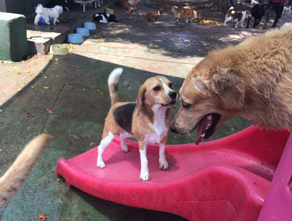 Spa para Cães em Sp Preço em Santa Cecília - Spa para Animais