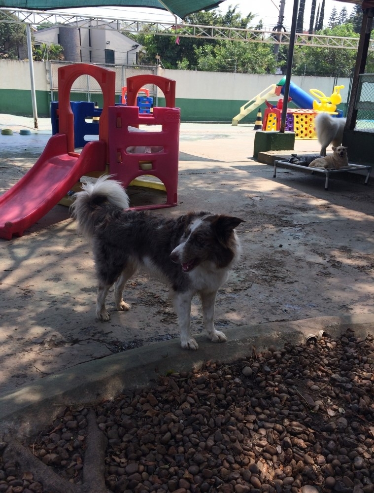 Spa para Cães em Sp na Saúde - Spa e Day Care para Cães