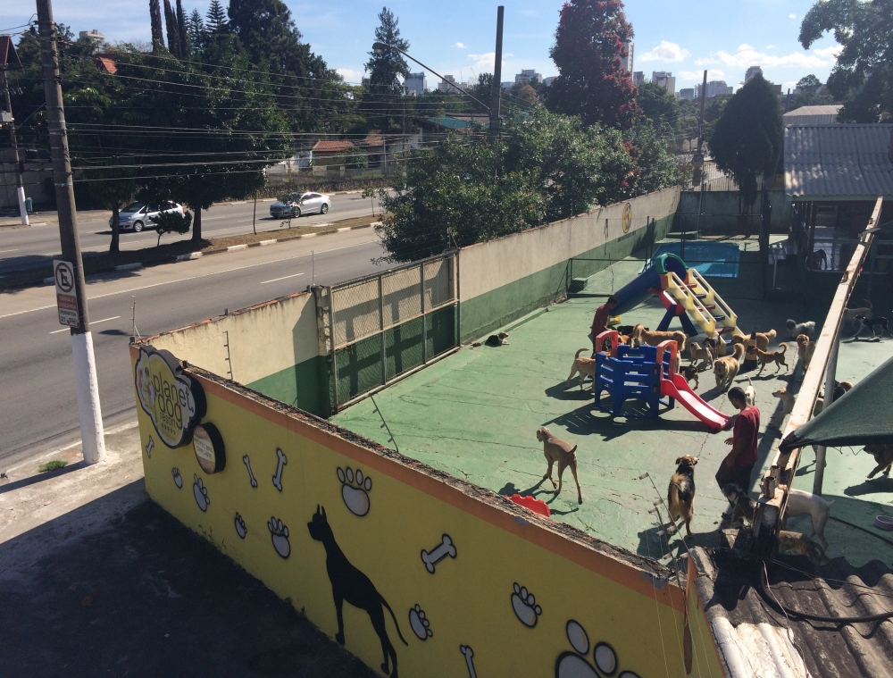 Spa para Cão em São Paulo no Rio Pequeno - Spa para Cachorros