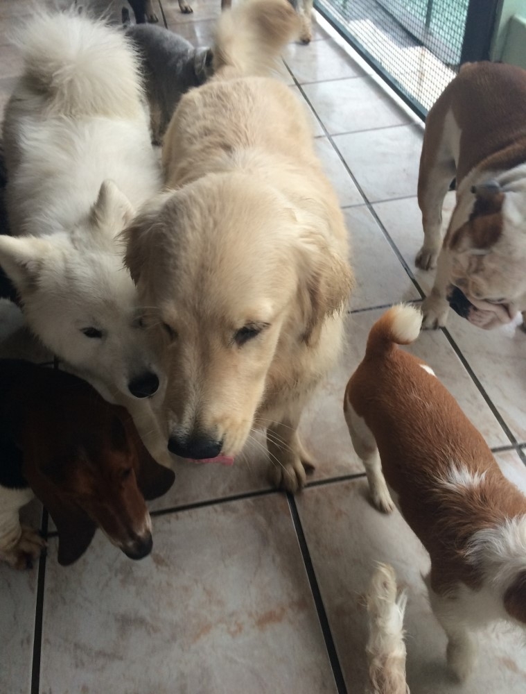 Spa para Cão em Sp na Sé - Spa e Day Care para Cães