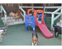 creche canina preço no Aeroporto