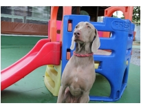 creche com day care para cachorro preço em Interlagos