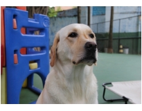 creche com daycare para cachorro na Água Funda