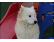 creche de animais preço na Vila Esperança