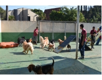 creche de cachorros na Bela Vista