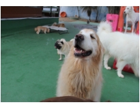 creche de pet Bom Clima