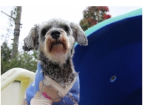 creche de pets em Itaquera
