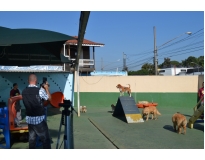 creche para animais em Pinheiros