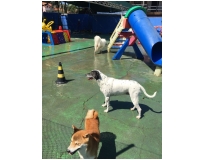 creche para cachorro em sp