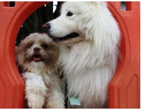 creche para cachorro em são paulo no Jardim Iguatemi