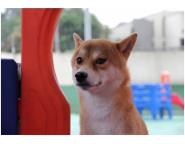 creche para cachorro preço no Brás