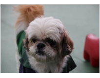 creche para cachorro na Consolação