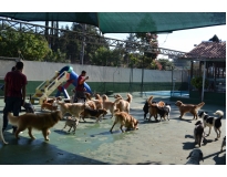 creche para cães preço na Consolação