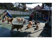creche para cães na Barra Funda