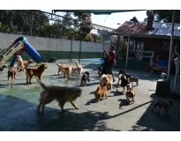 creche para cães em Aricanduva