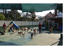 creche para cão na Luz