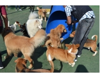 creches caninas na Barra Funda