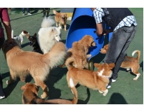 creches caninas no Jardim São Paulo