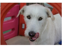 creches com day care para cachorro Invernada