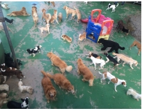 day care canino preço no Mandaqui