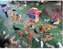 day care canino na Vila Maria