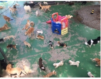 day care caninos no Itaim Bibi