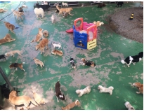 day care caninos no Jardins