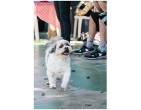 day care em animais preço no Ibirapuera