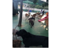 day care para cachorro em Pirituba