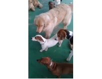 day care para cães no Campo Belo
