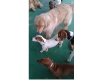 day care para cães no Alto de Pinheiros