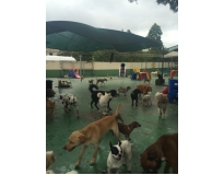 day care para cão no Jardim Europa